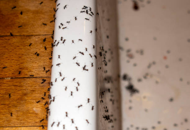 Best Residential Pest Control  in Takoma Park, MD